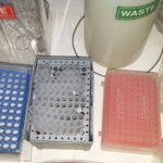 pipette disposable tips 1800 tips of 1¼", 1¾", 2", & 4", 3 trays & 2 containers Pipette Disposable Tips 1800 tips of 1¼", 1¾", 2", & 4", 3 trays & 2 containers